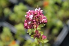 Oregano / Echter Dost