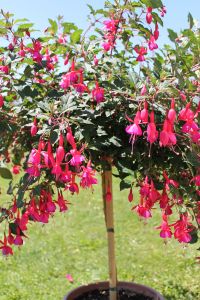 Fuchsia Stamm