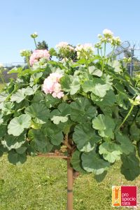 Geranium Stamm PSR - Appleblossom Rosebund