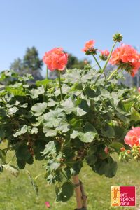 Geranium Stamm PSR - Hamelin