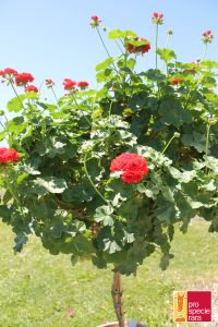 Geranium Stamm PSR - Rokoko