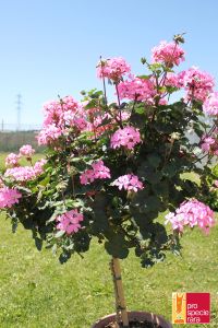 Geranium Stamm PSR - Stadt Bern rosa