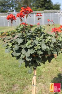 Geranium Stamm PSR - Stadt Bern rot
