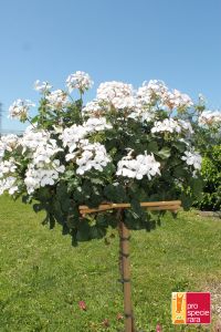 Geranium Stamm PSR - Stadt Bern weiss
