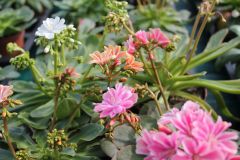 Lewisia