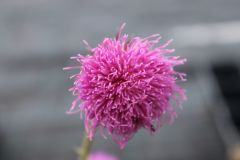 Nickende Distel