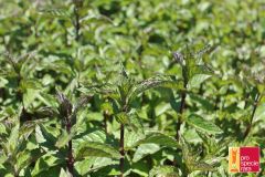 Minze Mitcham / Englische PSR