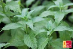 Pfefferminze PSR (Swiss Mint)