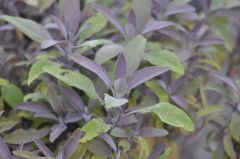 Salbei Blue