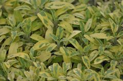 Salbei Tricolor