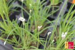 Schnittknoblauch PSR