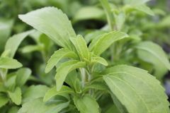Stevia / Süsskraut