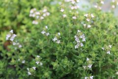 Thymian