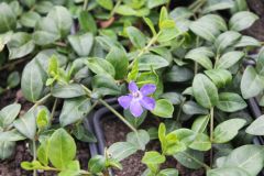 Immergrün / Vinca