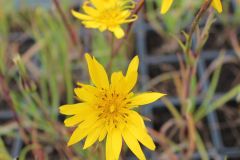 Wiesenbocksbart / Habermarch
